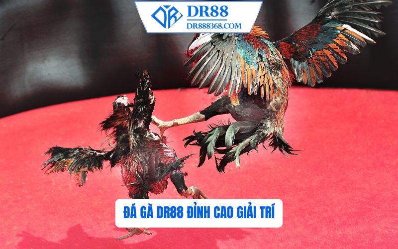 Đá Gà DR88 - Đỉnh Cao Giải Trí