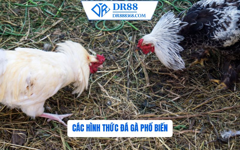 Các Hình Thức Đá Gà Phổ Biến Tại DR88